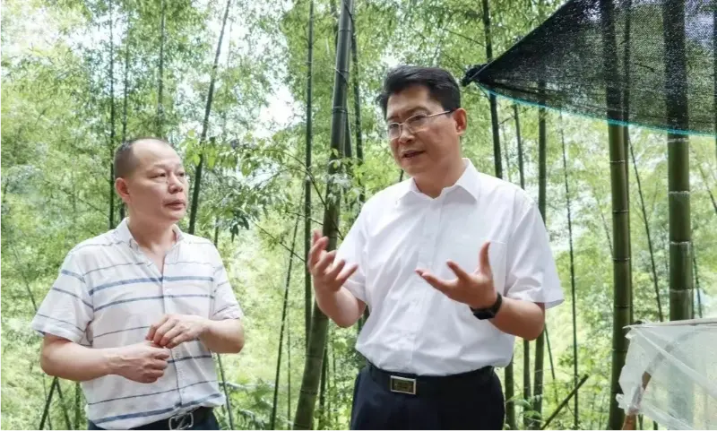 Liu Shuo, secretário do Comitê Municipal do Partido de Pingxiang, inspeciona a base de plantio de Anoectochilus