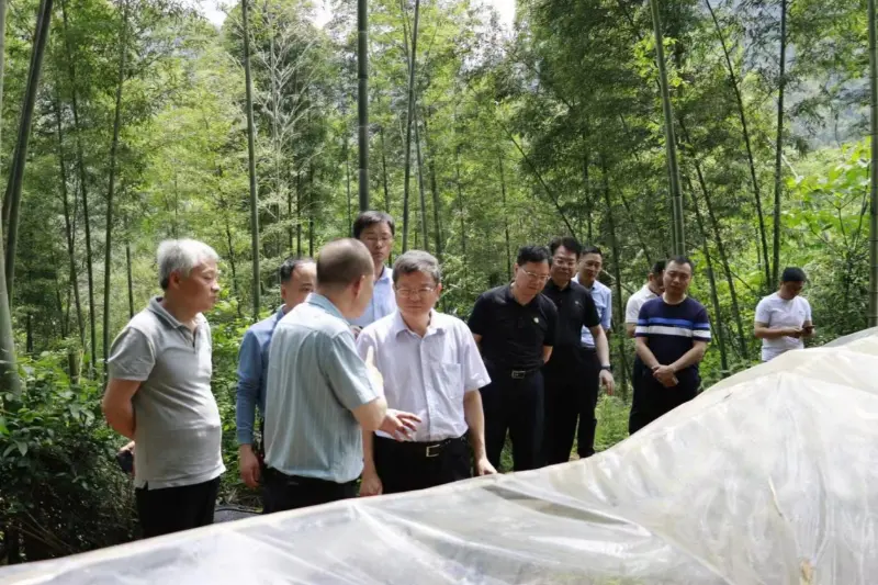 Liu Shuren, Diretor do Departamento de Desenvolvimento e Reforma da Administração Nacional de Florestas e Pastagens, investiga a base de plantio de Anxin Shibawan Anoectochilus