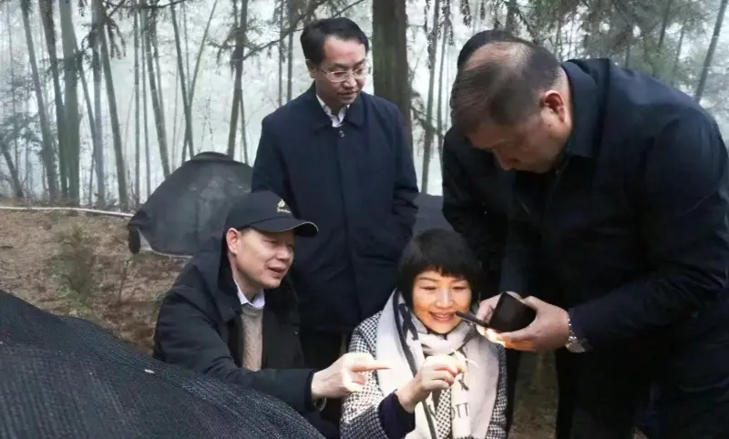 Lu Xiaoqing, ex-presidente da Jiangzhong Pharmaceutical e atual membro do Comitê Permanente do Comitê Provincial do Partido de Jiangxi e diretor do Departamento de Publicidade, inspeciona nossa base de plantio