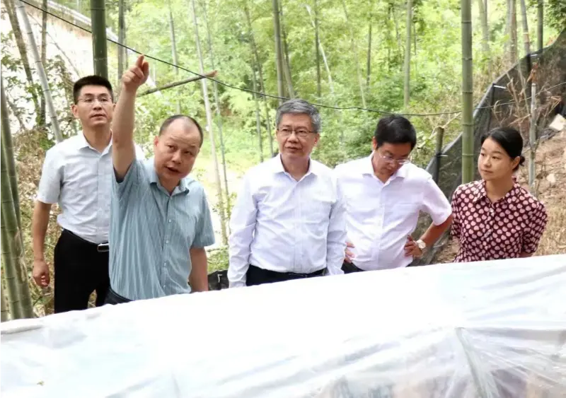 Liu Hongning, reitor do Instituto de Pesquisa Avançada da Universidade de Medicina Tradicional Chinesa de Jiangxi e ex-secretário do Partido da universidade, lidera o grupo de especialistas provinciais para a reforma abrangente da medicina tradicional chinesa em Jiangxi para conduzir pesquisas em nossa base de Anoectochilus Liu Hongning, reitor do Instituto de Pesquisa Avançada da Universidade de Medicina Tradicional Chinesa de Jiangxi e ex-secretário do Partido da universidade, lidera o grupo de especialistas provinciais para a reforma abrangente da medicina tradicional chinesa em Jiangxi para conduzir pesquisas em nossa base de Anoectochilus