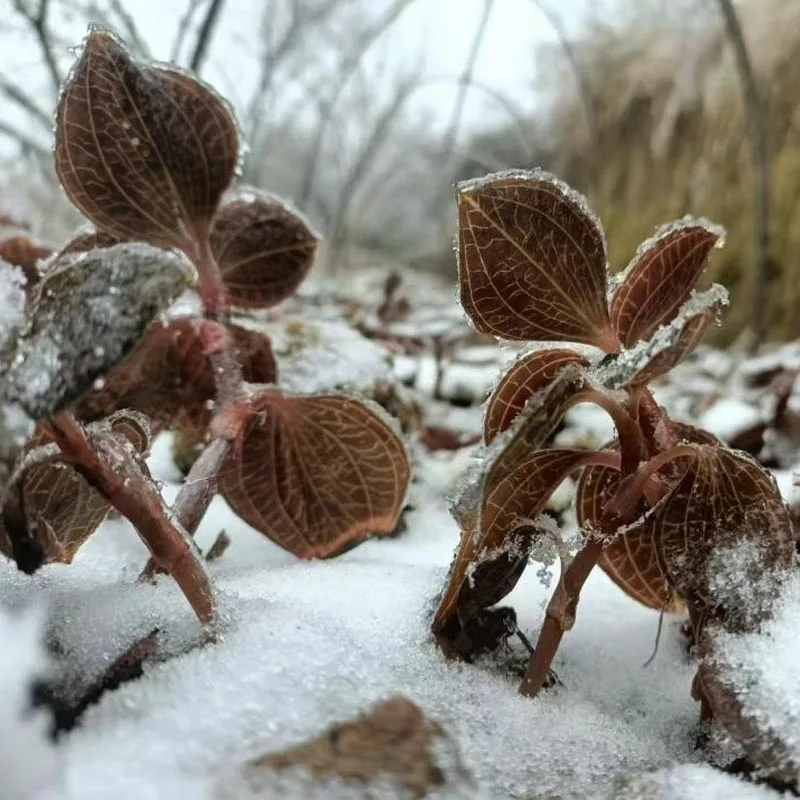 Anoectochilus Roxburghii seco premium cultivado organicamente